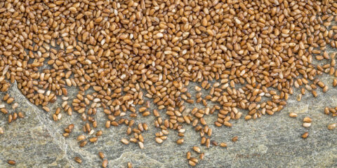 European patent for teff, teff, Ethiopian grain teff