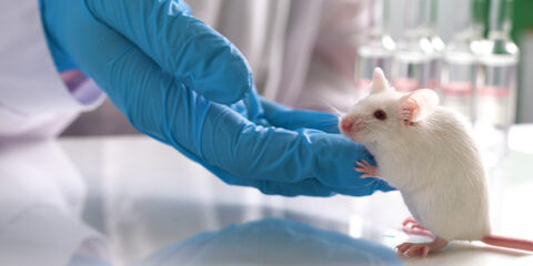 Regeneron, Kymab, transgenic mice