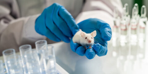 Transgenic mice, Kymab and Regeneron