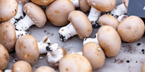 Amycel, Spyra Szymon Spyra, mushrooms, UPC, local division The Hague
