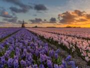 Dutch market, the Netherlands, UPC, Market Report