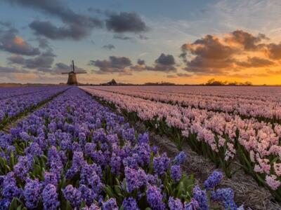 Dutch market, the Netherlands, UPC, Market Report