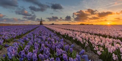 Dutch market, the Netherlands, UPC, Market Report
