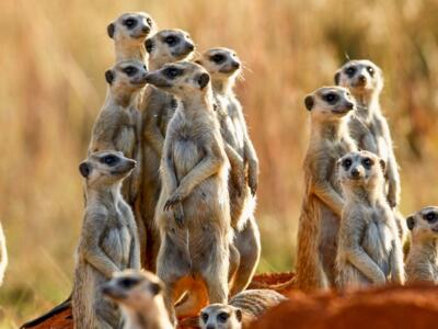 patent firms, upc, german