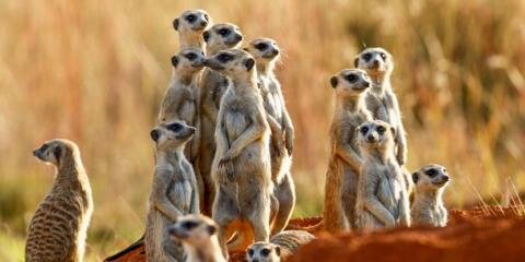 patent firms, upc, german