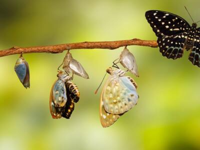 UPC, judges, capacities