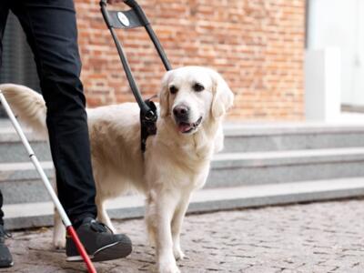 Regeneron, Bayer, Eylea,