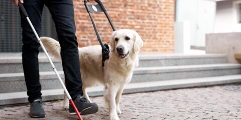 Regeneron, Bayer, Eylea,