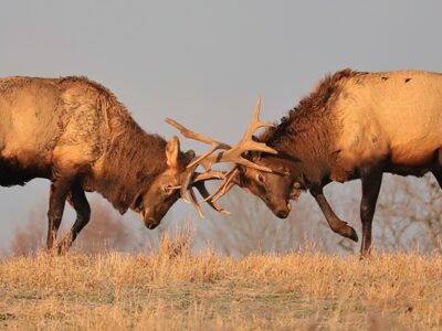 Sanofi, Regeneron, Amgen, Praluent, Repatha