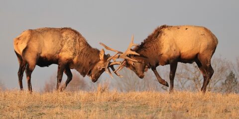 Sanofi, Regeneron, Amgen, Praluent, Repatha