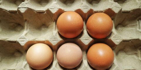 Omnipac, Hartmann, egg packaging