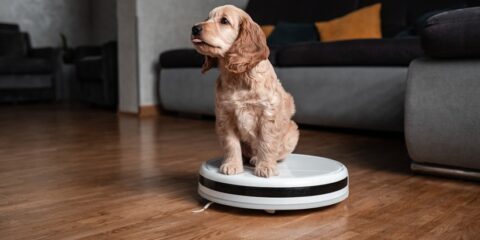Ecovacs, Roborock, Tineco, Kärcher, Papst Licensing, smart vacuum cleaners