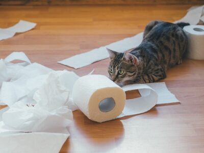 Essity, WEPA, tissue paper, Court of Appeal, preservation of evidence