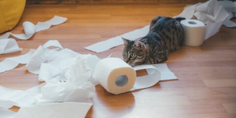 Essity, WEPA, tissue paper, Court of Appeal, preservation of evidence